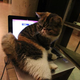 Illustration for article titled Cat Cafes Dont Get Much Cuter Than This